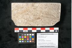 Foto (Objekt + Etikett) von Laurus princeps Heer (NHMW-GEO-2024-0188-8135)